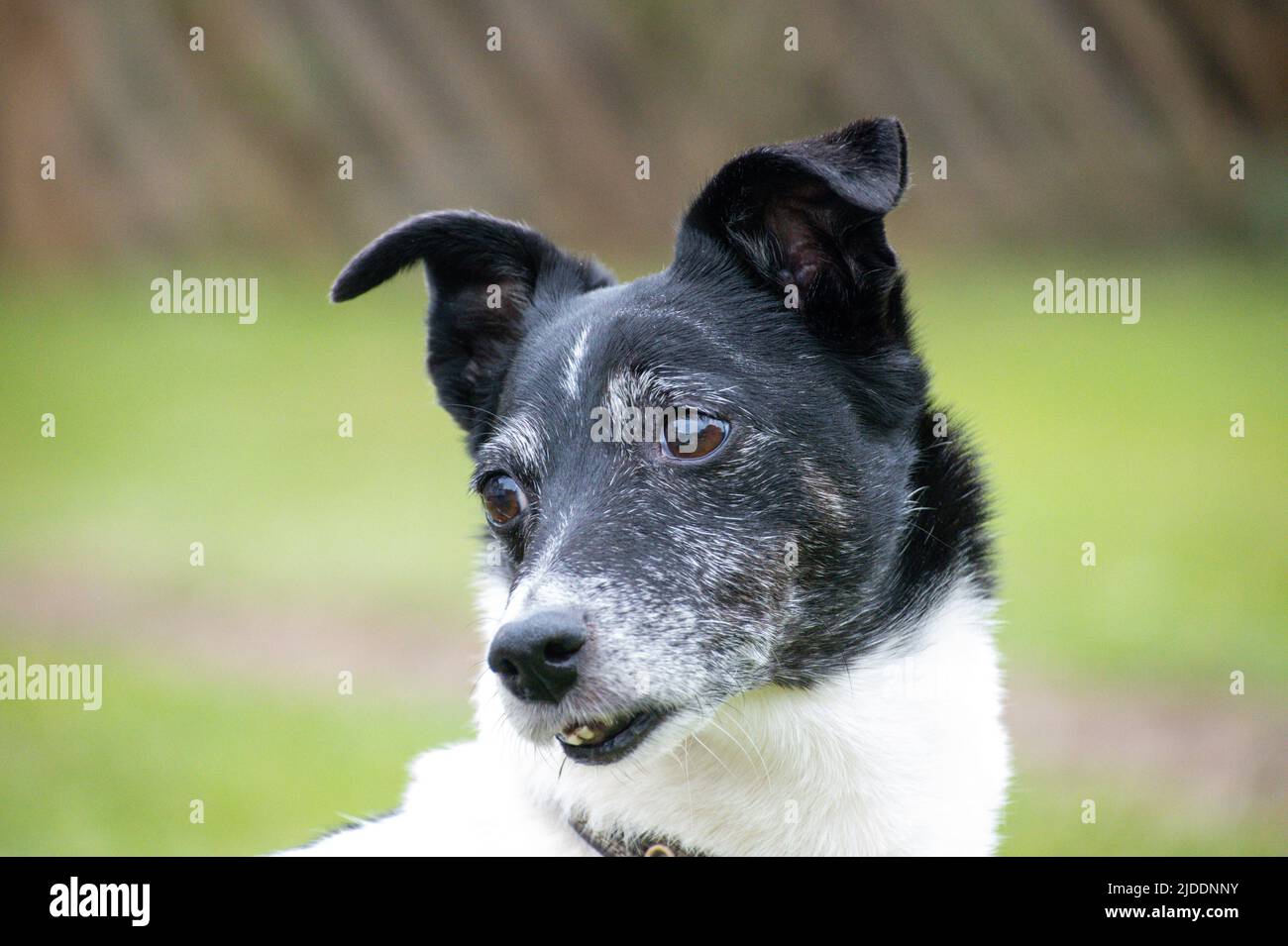 Un ritratto di un vecchio Jack Russell bianco con una testa nera con il grigio che scorre attraverso la sua faccia che segna gli anni che passano fissando a lato Foto Stock