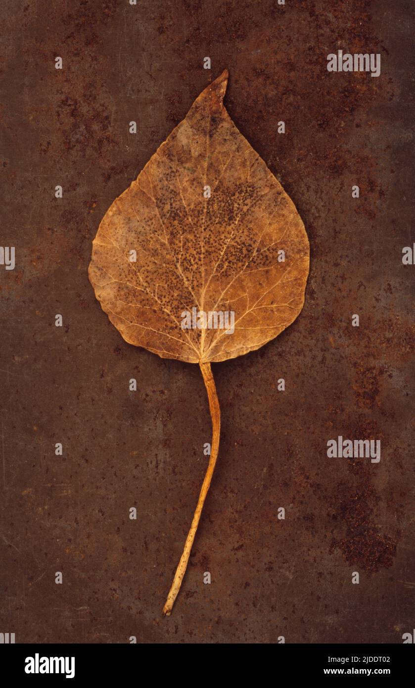 Primo piano della foglia autunnale marrone di Ivy o Hedera Helix pianta giacente su lamiera arrugginita Foto Stock