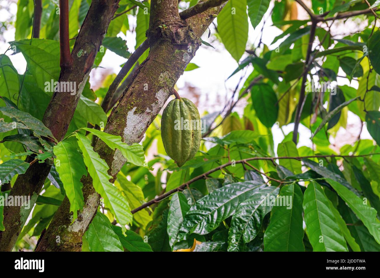 Verde o unmipe fine aroma cacao cialda frutta (Theobroma cacao) su cacao albero, Amazzonia foresta pluviale, Ecuador. Foto Stock