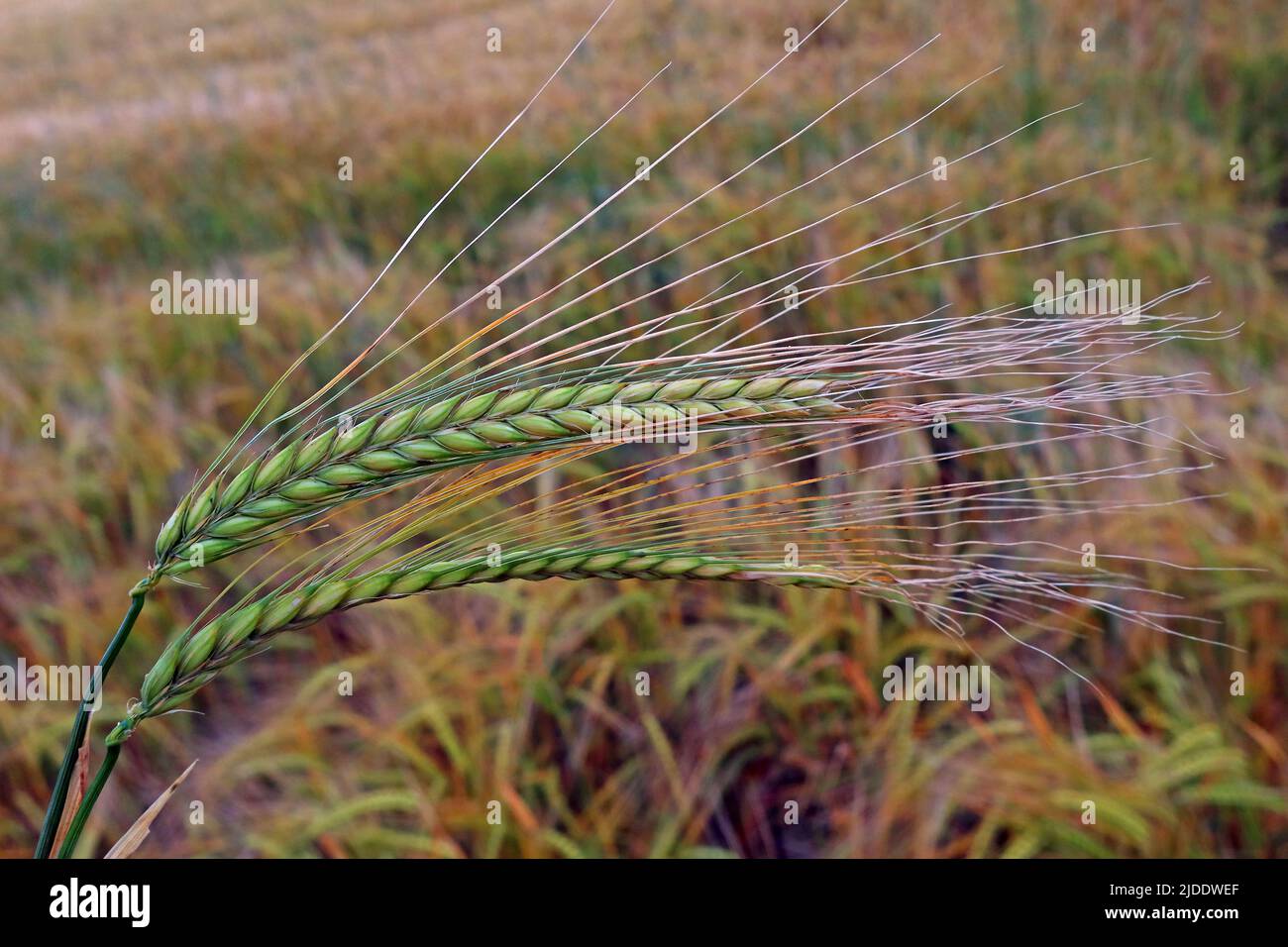 Orecchio di orzo in un campo quasi pronto per essere raccolto, raccolto arabile, coltivando per mangimi animali, cibo, birra ecc, Cheshire, Inghilterra, REGNO UNITO, WA4 Foto Stock