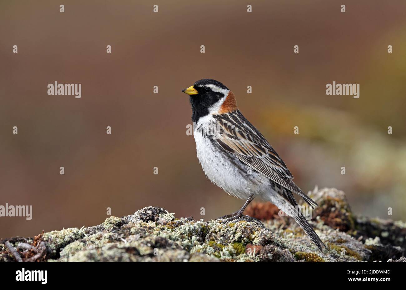 Lapponia longsperone, Calcarius laponicus, seduta sulla tundra Foto Stock