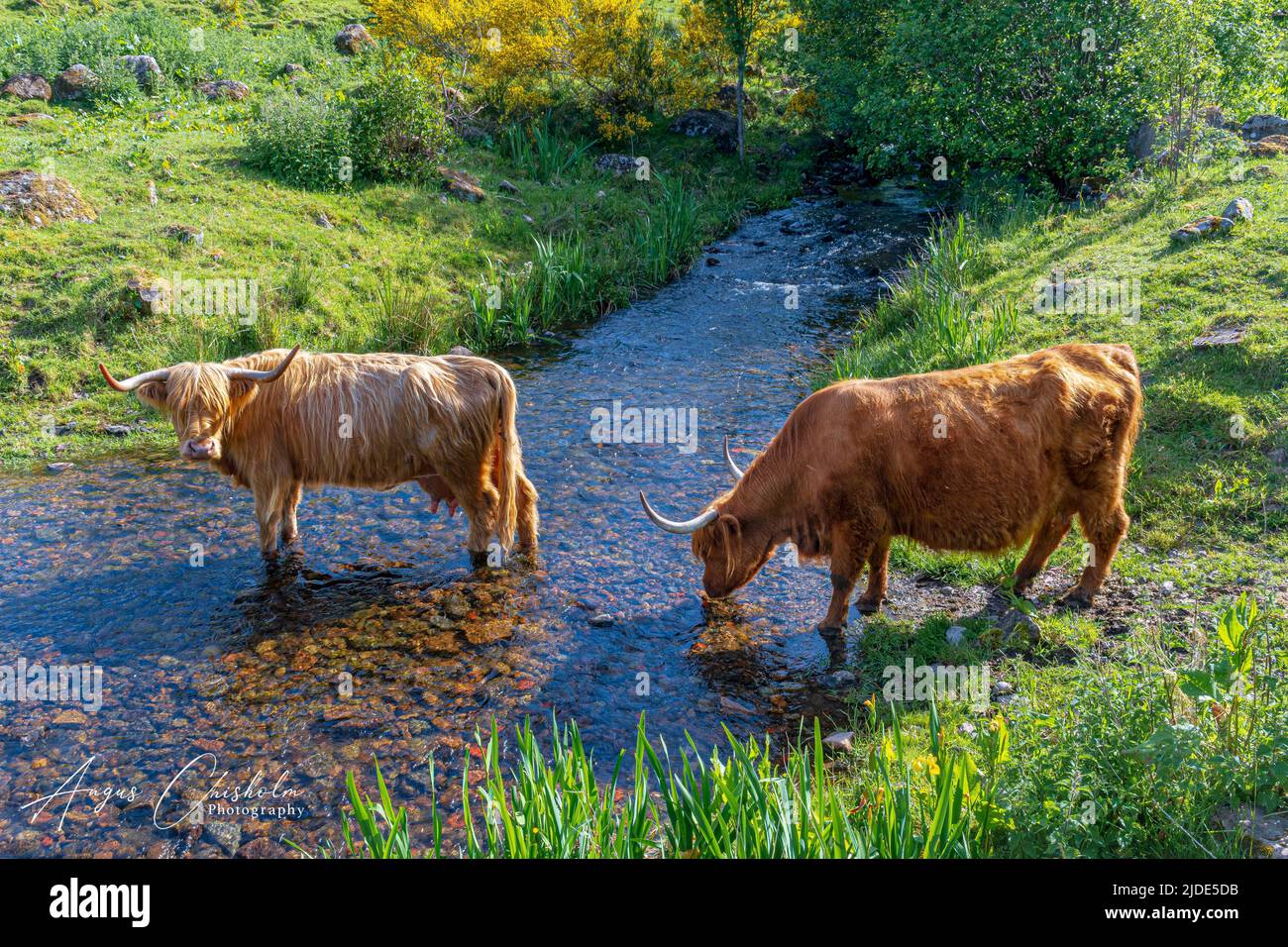 Mucche delle Highlands, Bunachton, Scozia, Regno Unito Foto Stock