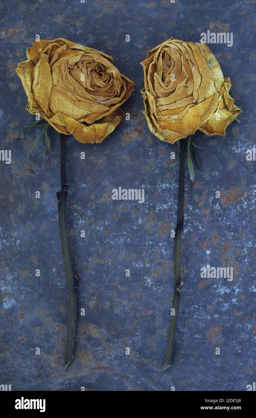 Due rose secche schiacciate una volta crema e ora marroni che giacciono con i loro gambi su foglio di metallo arrugginito Foto Stock