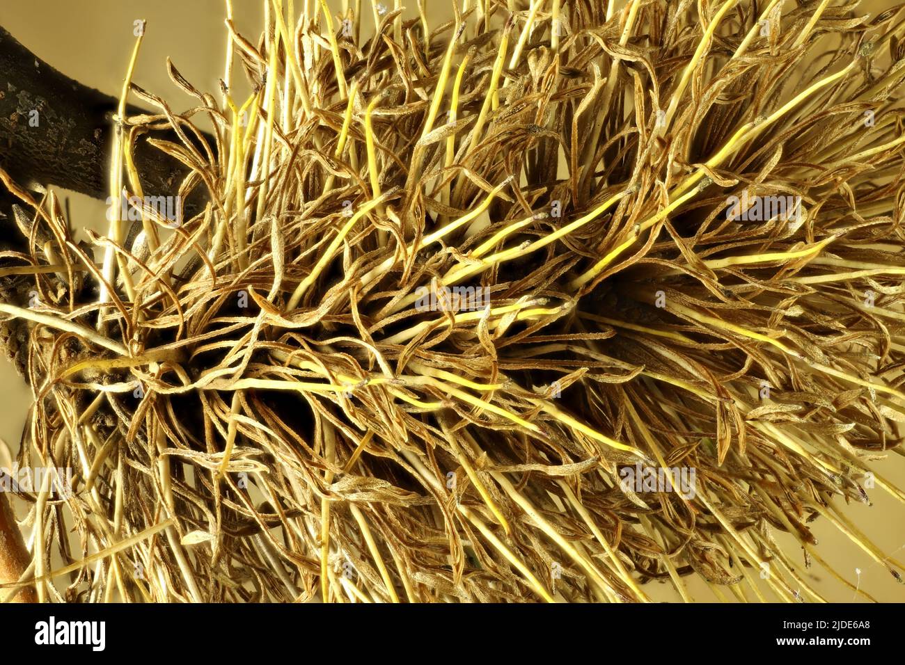 Primo piano di infiorescenza secca di Banksia d'Argento (Banksia marginata) Foto Stock