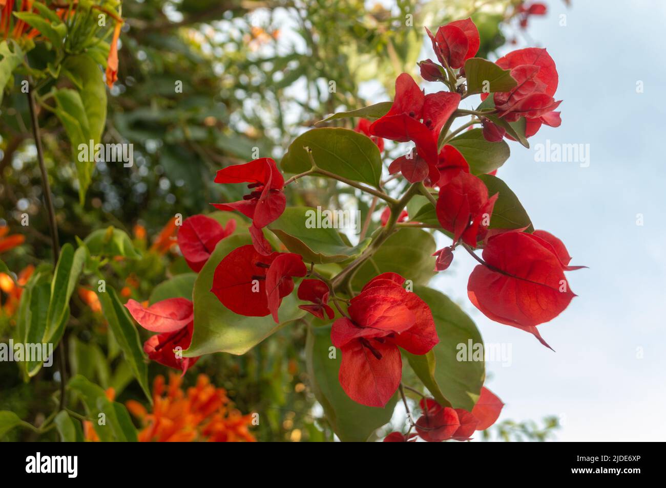 pianta con foglie verdi e rosse