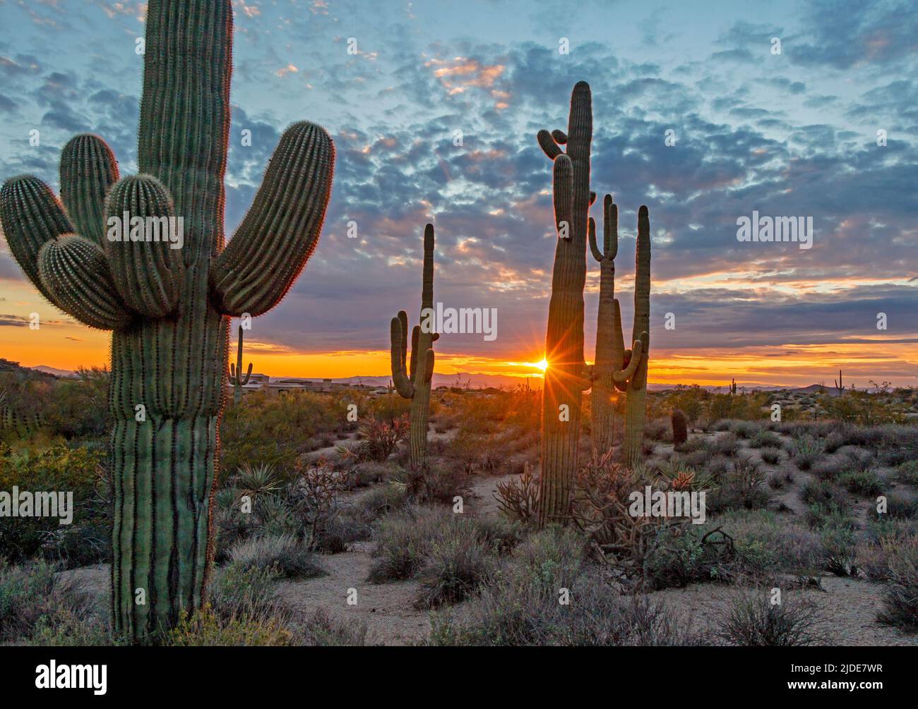 Primo piano Vista del Cactus Saguaro al tramonto Foto Stock