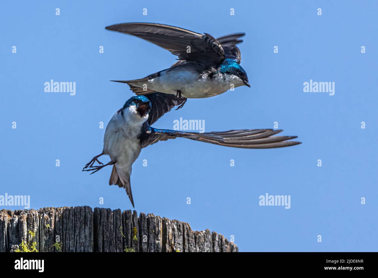 Arboreti (Tachicineta bicolore) in azione Foto Stock
