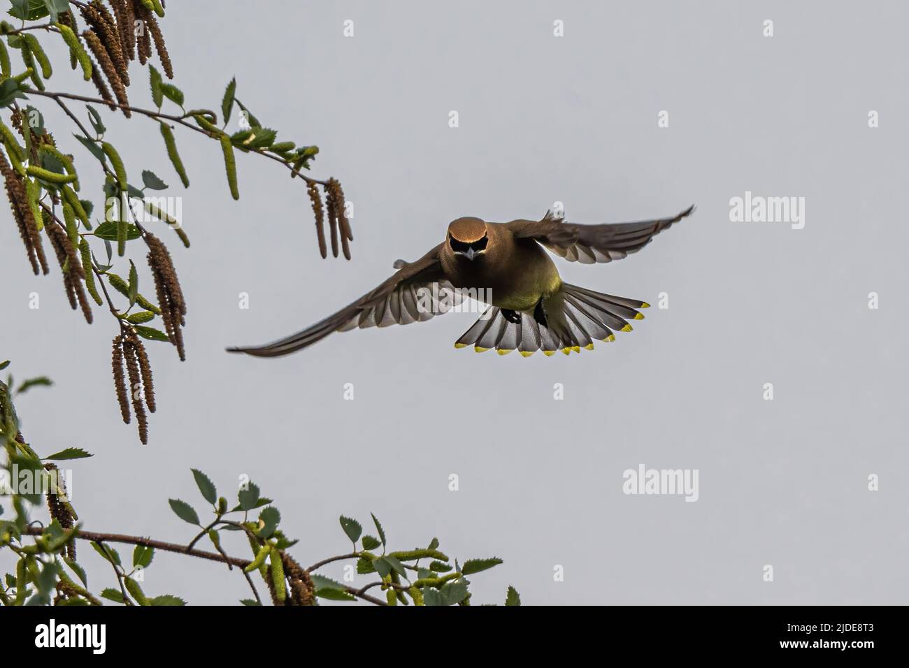 Cedar Waxwing (Bombycilla cedrorum) in volo Foto Stock