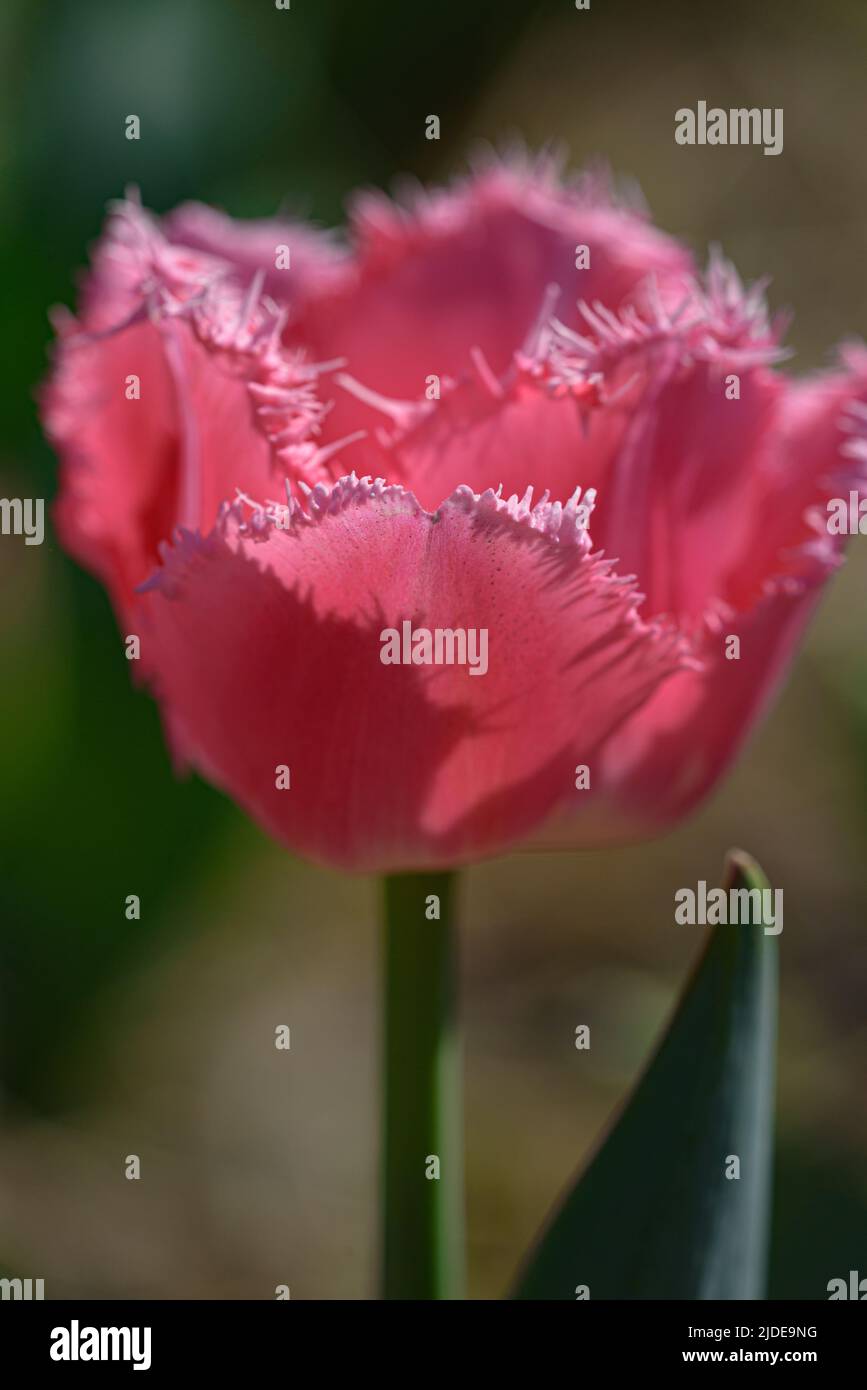 Vista laterale di un tulipano rosa fiorito con petali frangiati e piscelli gialli. Foto Stock