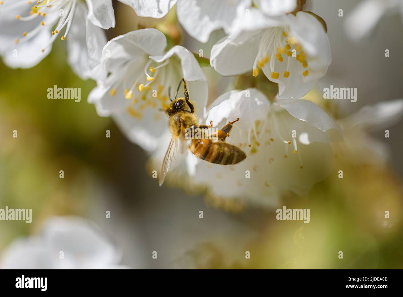 Vista di un'ape in cerca di nettare in primavera tra i fiori bianchi di un albero. Foto Stock
