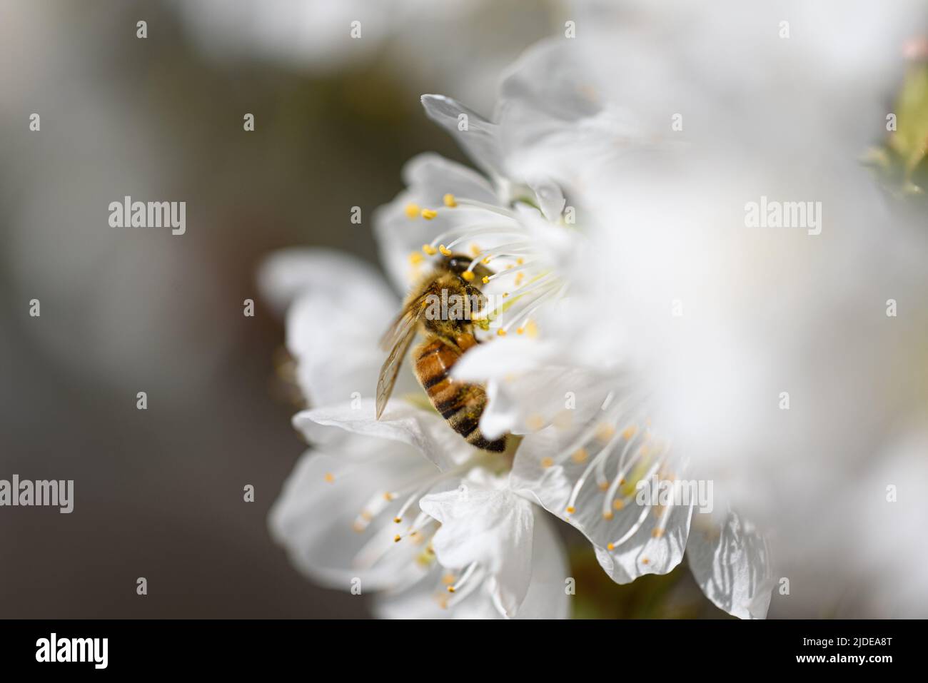 Vista di un'ape in cerca di nettare in primavera tra i fiori bianchi di un albero. Foto Stock