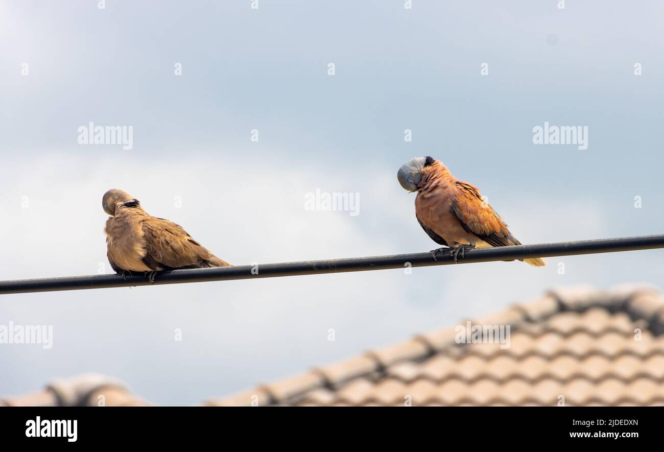 Un paio della colava rossa (Streptopelia tranquebarica) seduta su un cavo elettrico e sfogare le loro piume, Thailandia Foto Stock