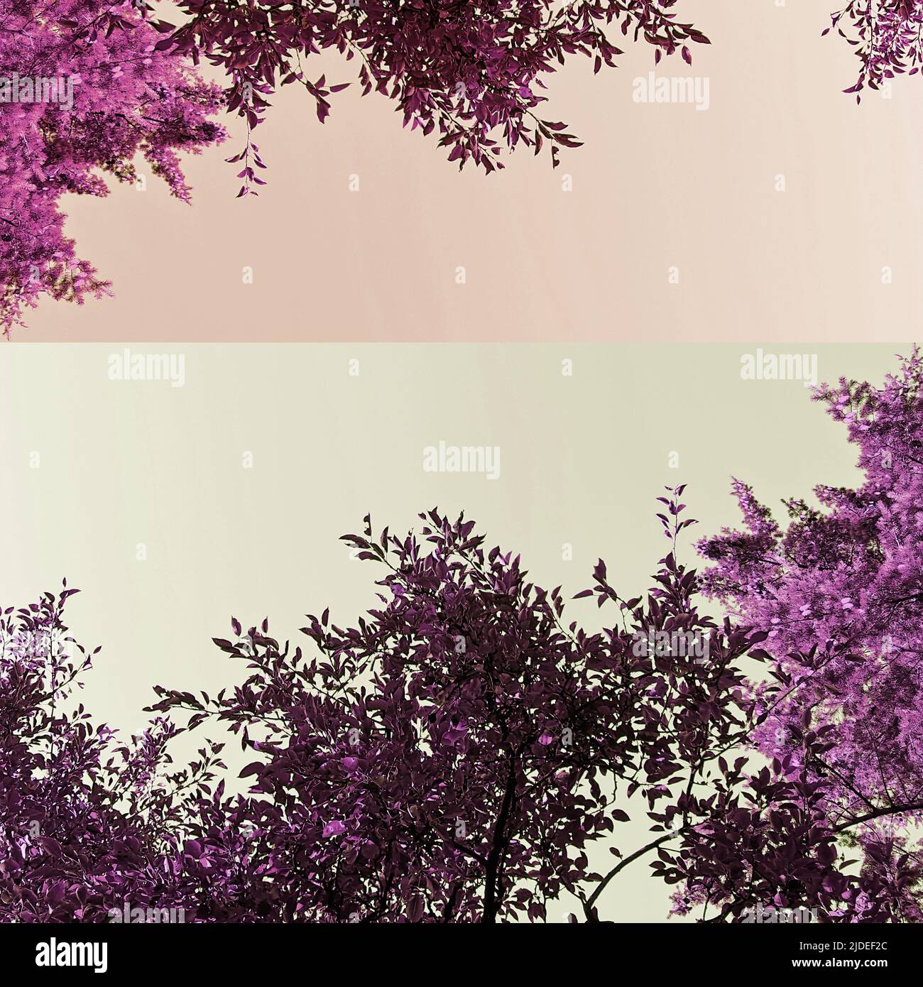 Rami di albero e foglie in viola, foto collage design, sfondo artistico natura. Foto Stock