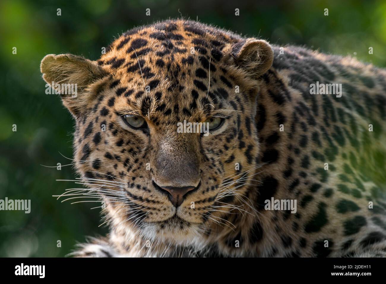 Ritratto close-up del leopardo di Amur (Panthera pardus orientalis), originario della Russia sudorientale e della Cina settentrionale Foto Stock