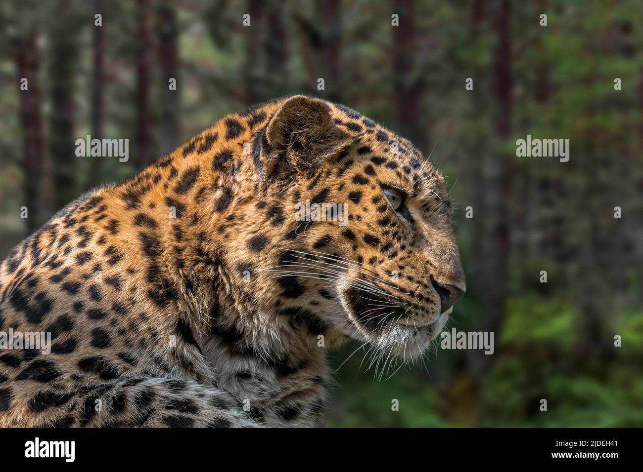 leopardo amur (Panthera pardus orientalis) ritratto in primo piano nella foresta, originario della Russia sudorientale e della Cina settentrionale Foto Stock