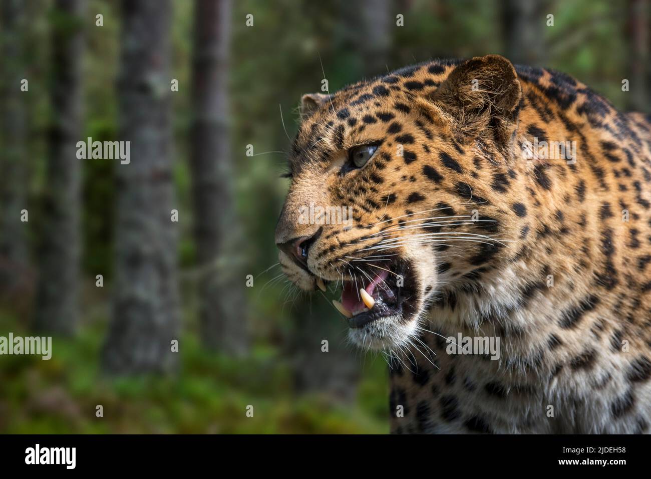 leopardo amur (Panthera pardus orientalis) ritratto in primo piano nella foresta, originario della Russia sudorientale e della Cina settentrionale Foto Stock
