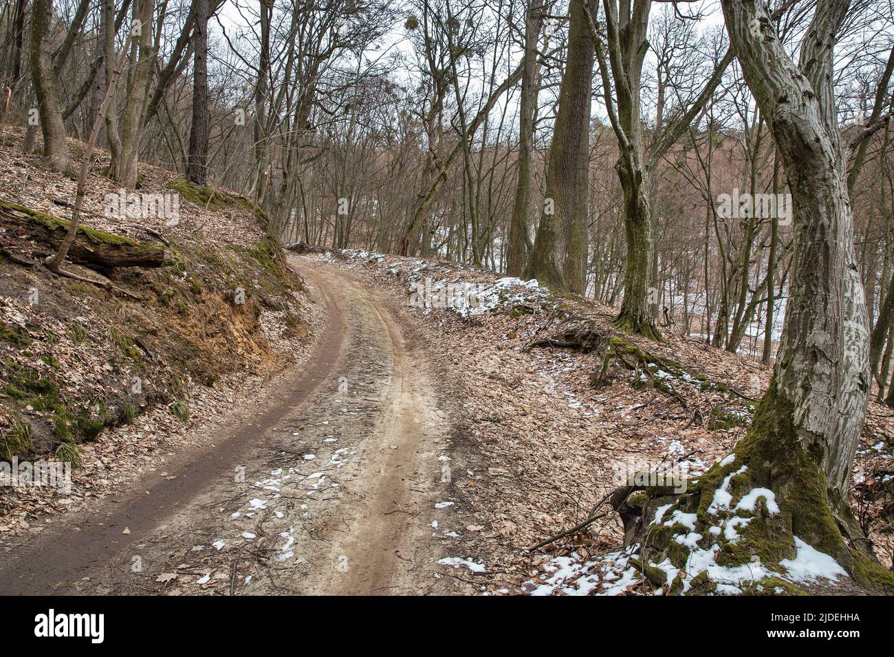 oscura foresta inverno paesaggio strada sporca al crepuscolo. spaventando alberi e neve Foto Stock