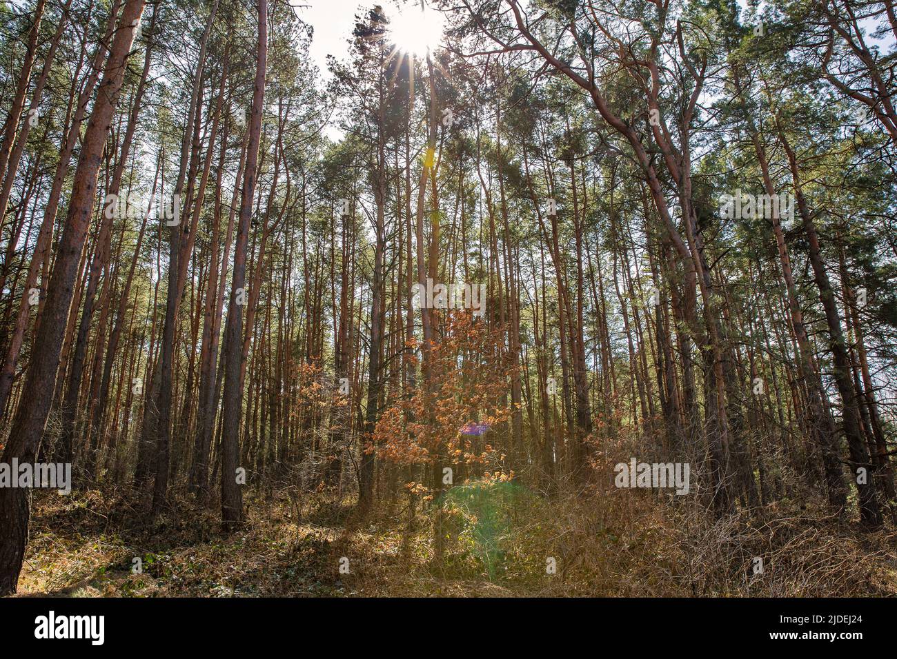 Il sole splende attraverso la corona della foresta. Paesaggio forestale denso e profondo Foto Stock