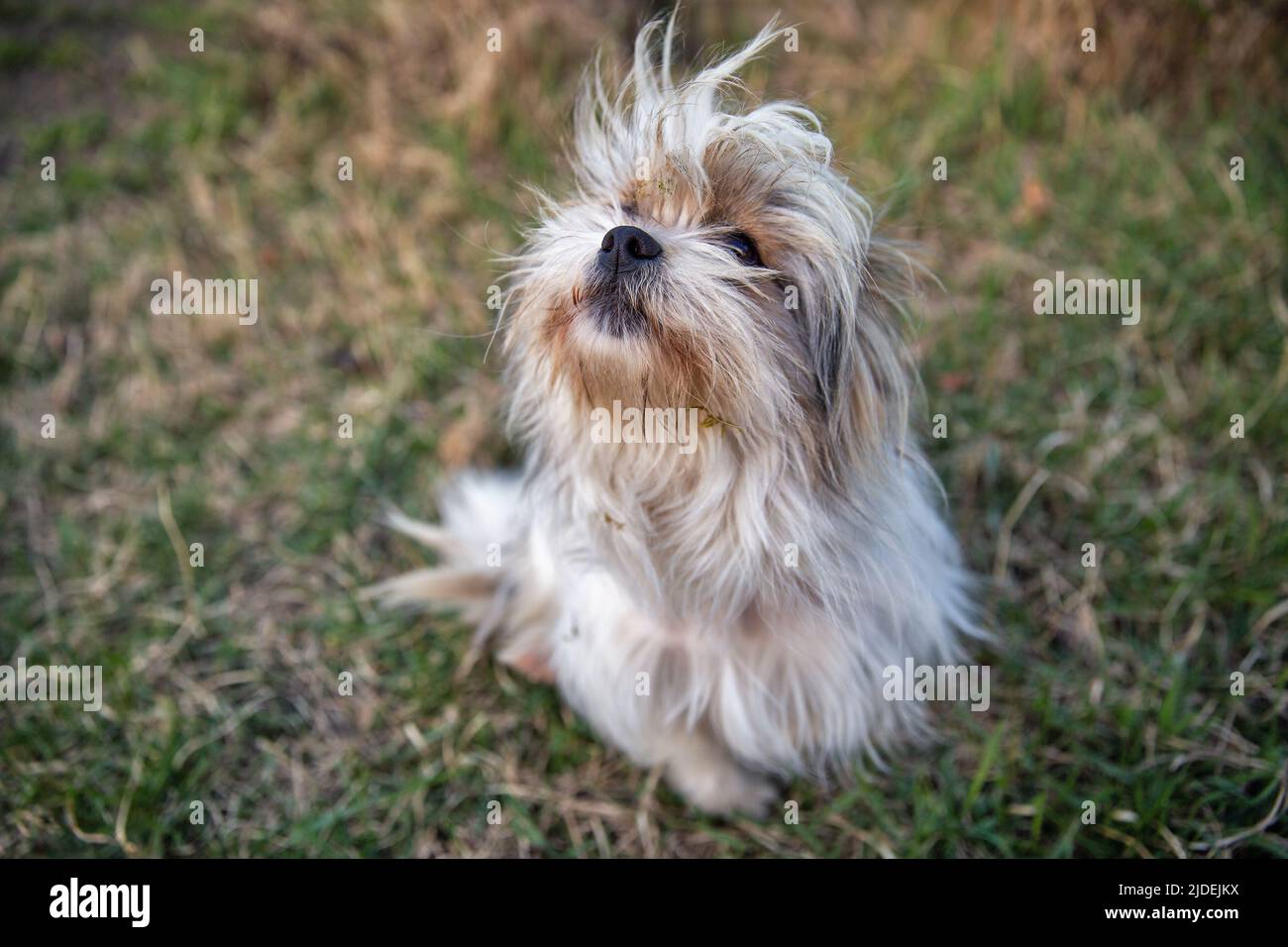 closeup del cane della lap bianco e nero Foto Stock