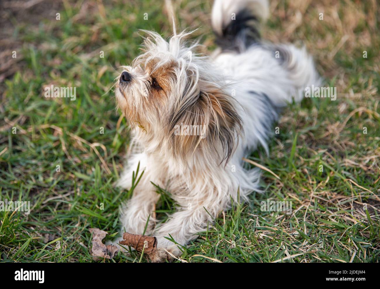 closeup del cane della lap bianco e nero Foto Stock