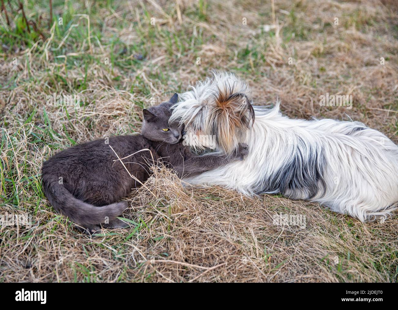 il gatto grigio scozzese e il gioco del cane a lap nel giardino Foto Stock