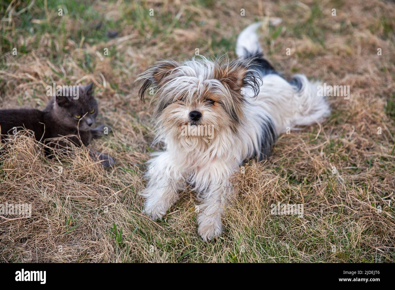 il gatto grigio scozzese e il gioco del cane a lap nel giardino Foto Stock