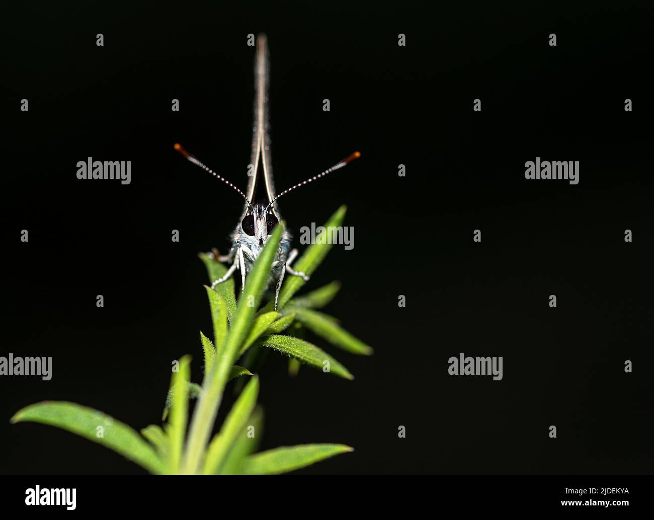 Al mattino presto, farfalle coperte di rugiada aspettano che il sole fuoriusciti e le asciughi per volare. Foto Stock