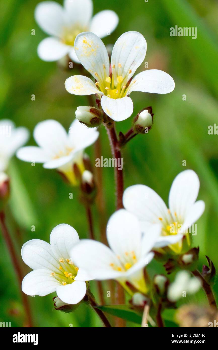 Prato Saxifrage (saxifraga granulata), primo piano di un gruppo di piccoli fiori bianchi che si trovano comunemente su prati ben stabiliti e indisturbati. Foto Stock