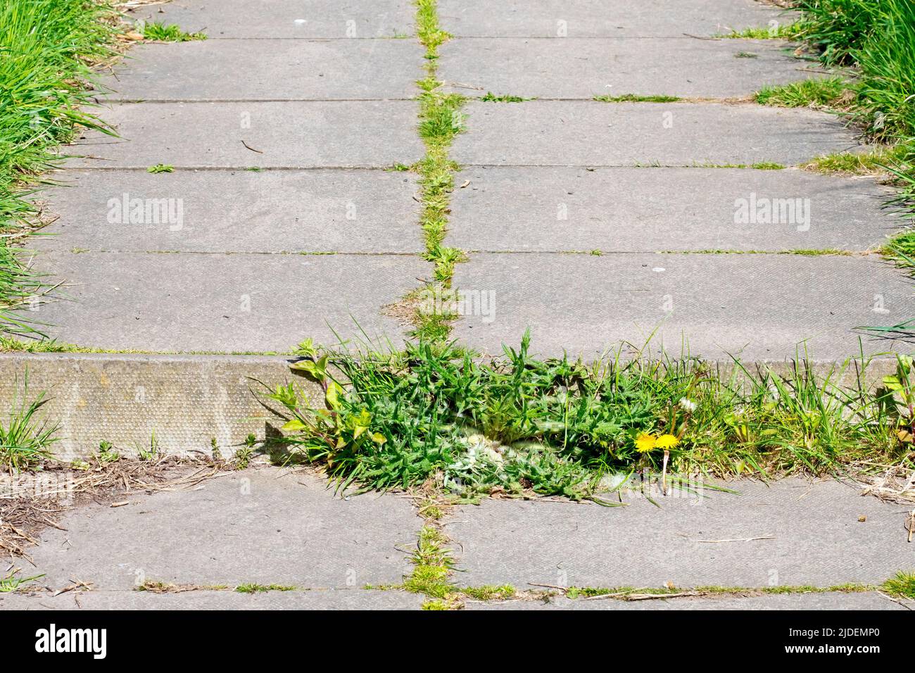 Un sentiero di pavimentazione in calcestruzzo che mostra segni di mancanza di manutenzione, con Madre natura che si ristabilisce tra le crepe. Foto Stock