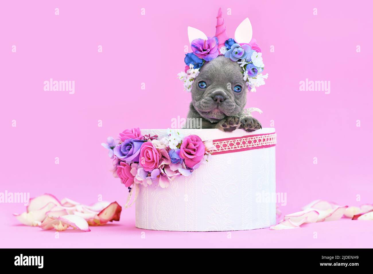 Cucciolo di cane Blue French Bulldog con archetto unicorno con corno che sbuccia fuori scatola con fiori su sfondo rosa Foto Stock