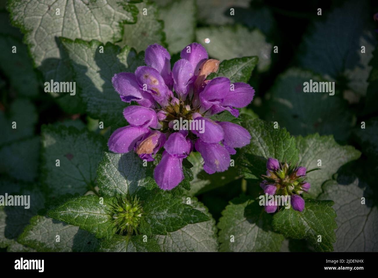 Fiore viola su sfondo verde Foto Stock