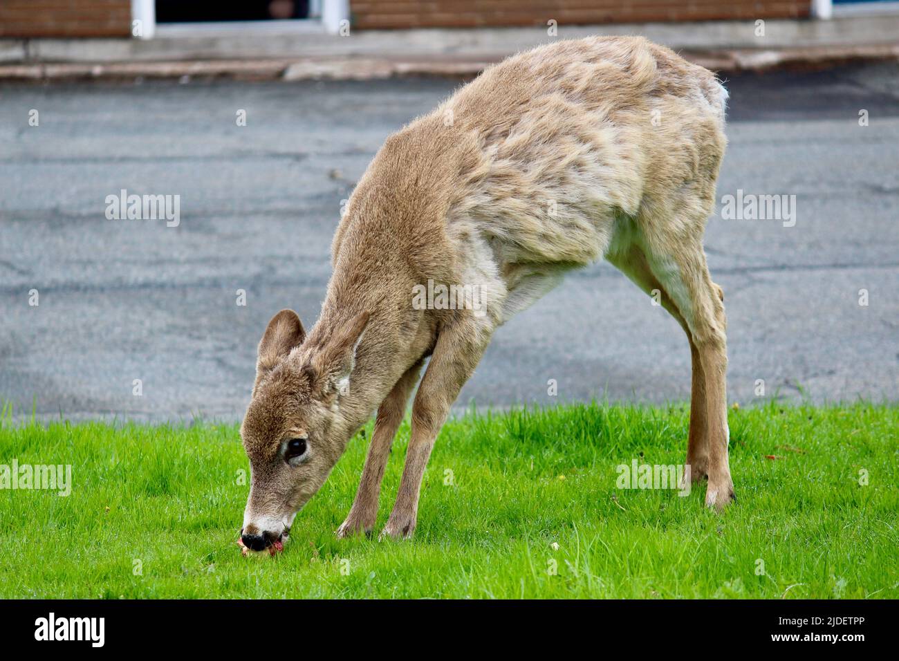 Cervi che mangiano una mela a New Glasgow, Nuova Scozia (Canada) Foto Stock