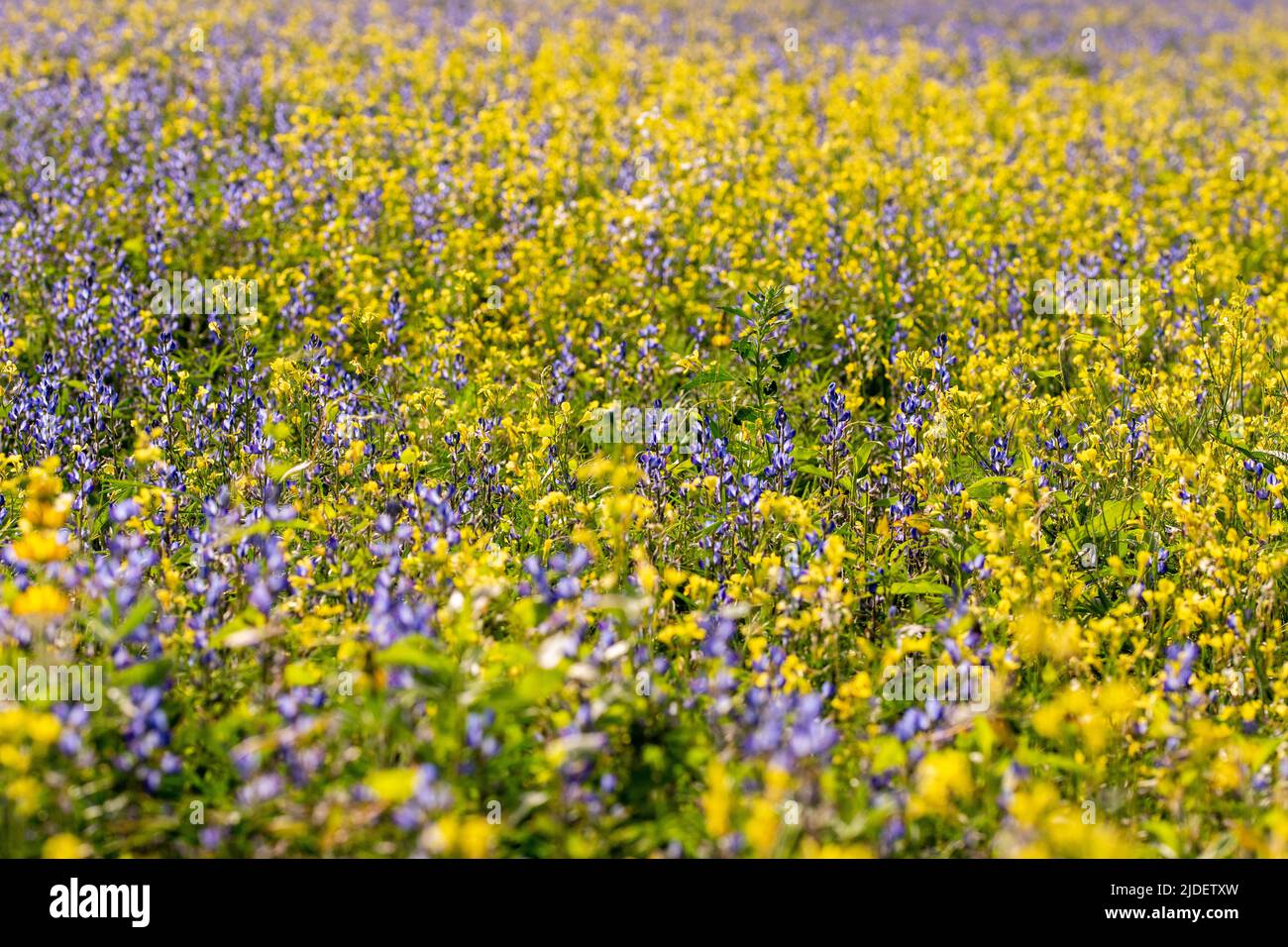 Fiori di lupino blu e fiori di colza gialli in un campo tra erbe verdi in una giornata di sole. Estate. Giorno. Foto Stock