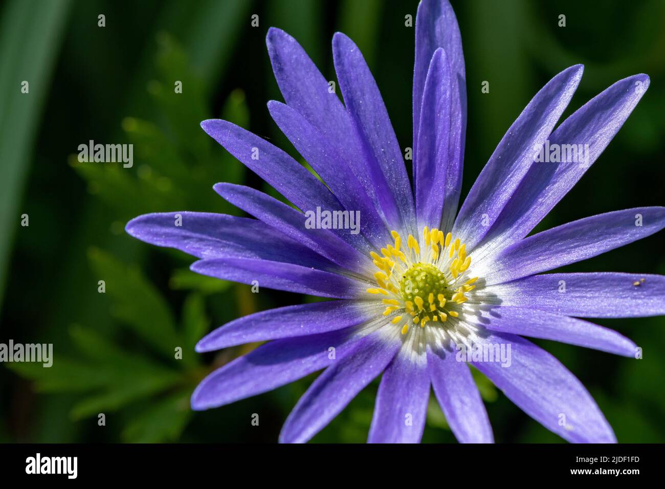 Macro colpo di un anemone balcanico (anemonoides blanda) fiore in fiore Foto Stock