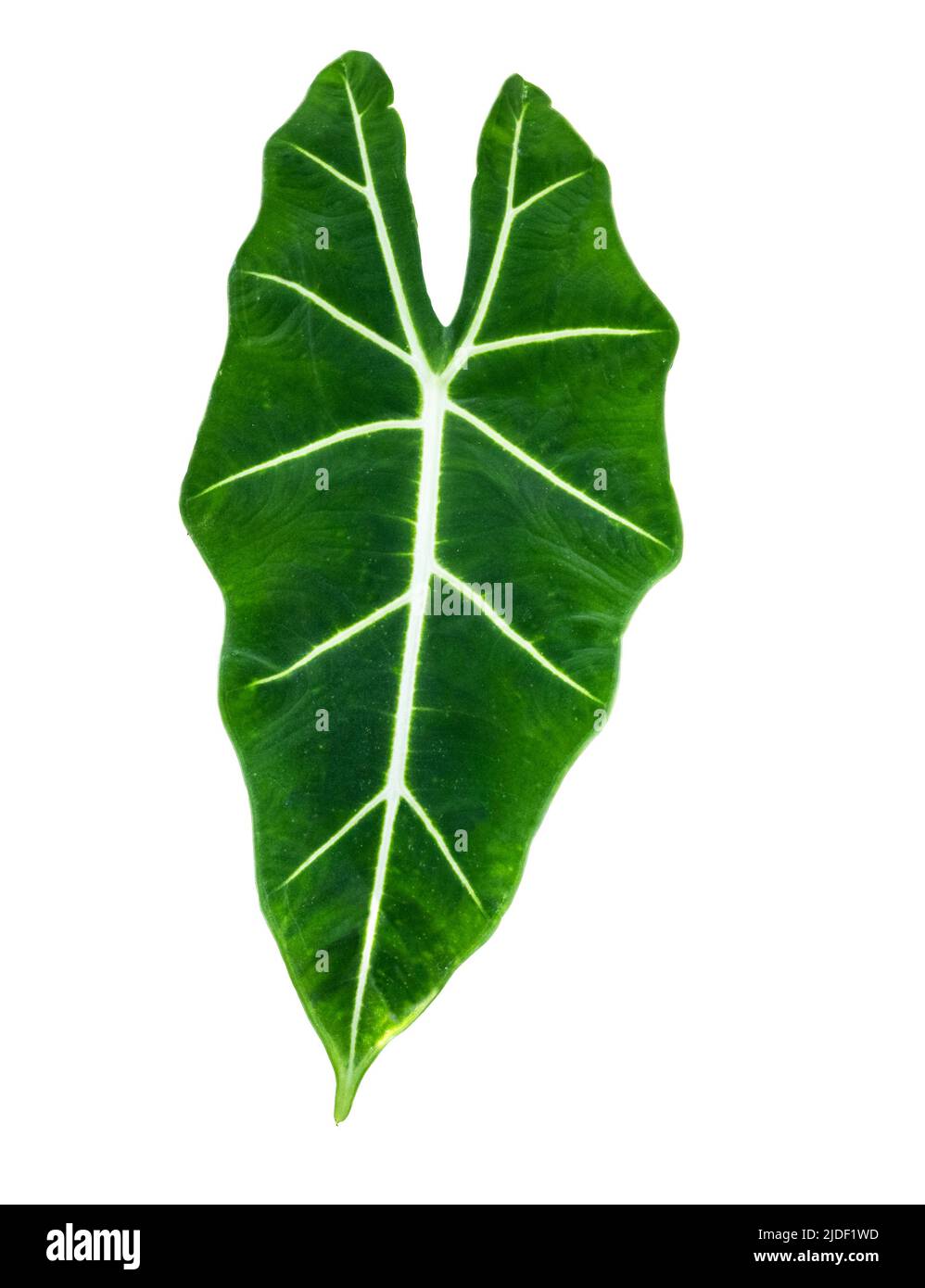 Alocasia isolata micholitziana o taro di velluto verde (famiglia Araceae). È endemico per l'isola di Luzon nelle Filippine Foto Stock
