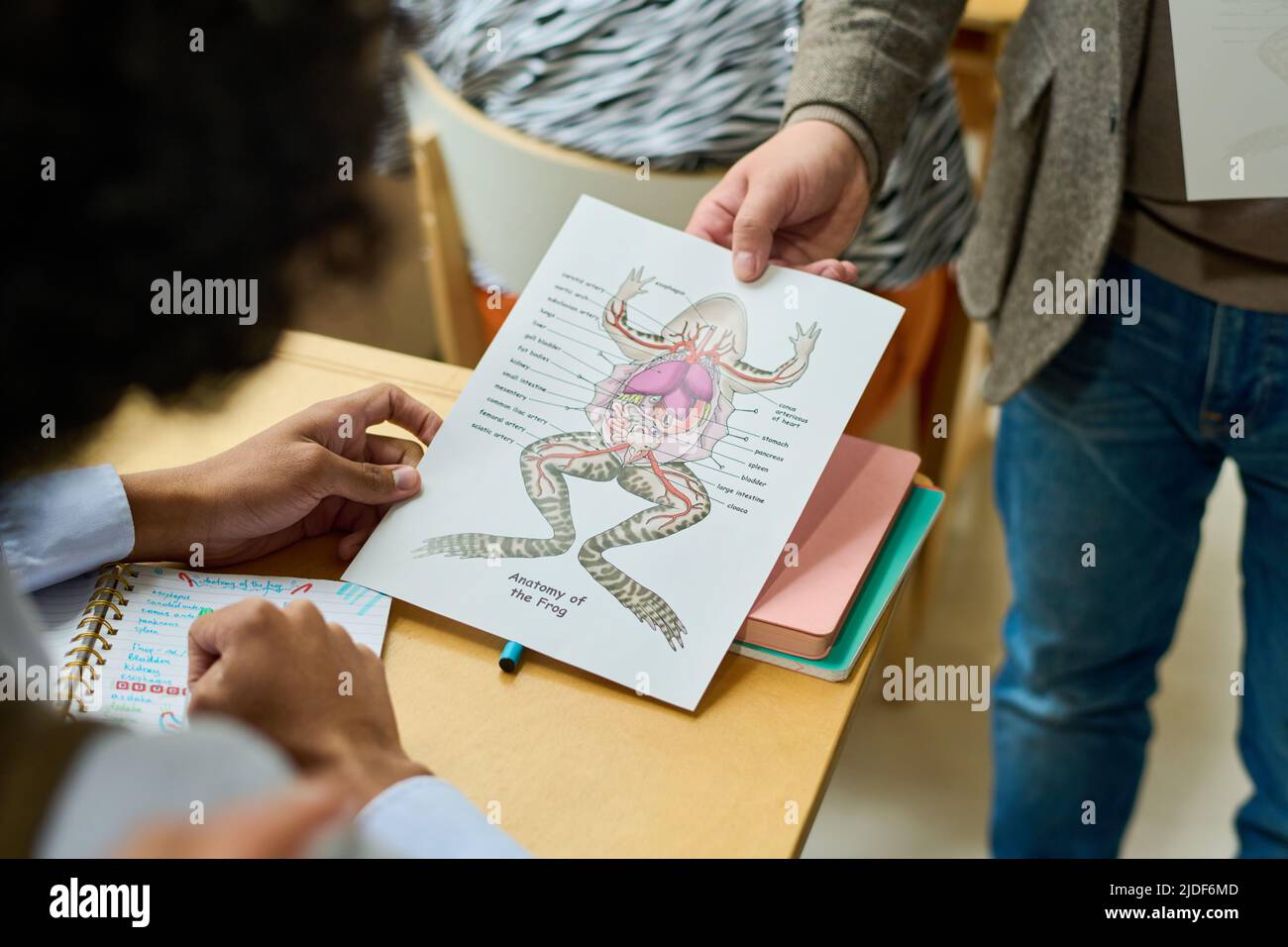 Studente afroamericano che prende la carta di prova con schizzo di rana organi interni tenuti da maturee maschio insegnante di anatomia a lezione Foto Stock