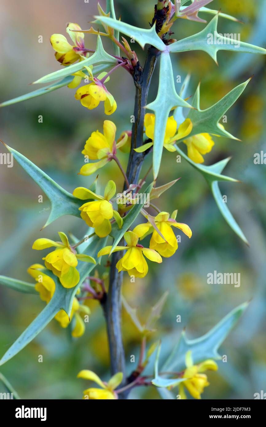 Agarita, agrito, algerita, ribes-of-Texas, ribes selvatico, E bacche di chaparral, Mahonia trifoliolata, Mahonia, Budapest, Ungheria, Magyarország, Europa Foto Stock