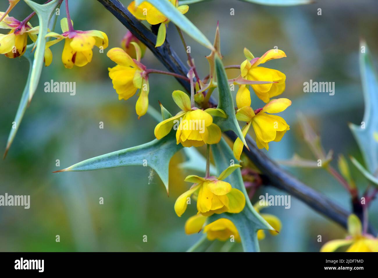 Agarita, agrito, algerita, ribes-of-Texas, ribes selvatico, E bacche di chaparral, Mahonia trifoliolata, Mahonia, Budapest, Ungheria, Magyarország, Europa Foto Stock