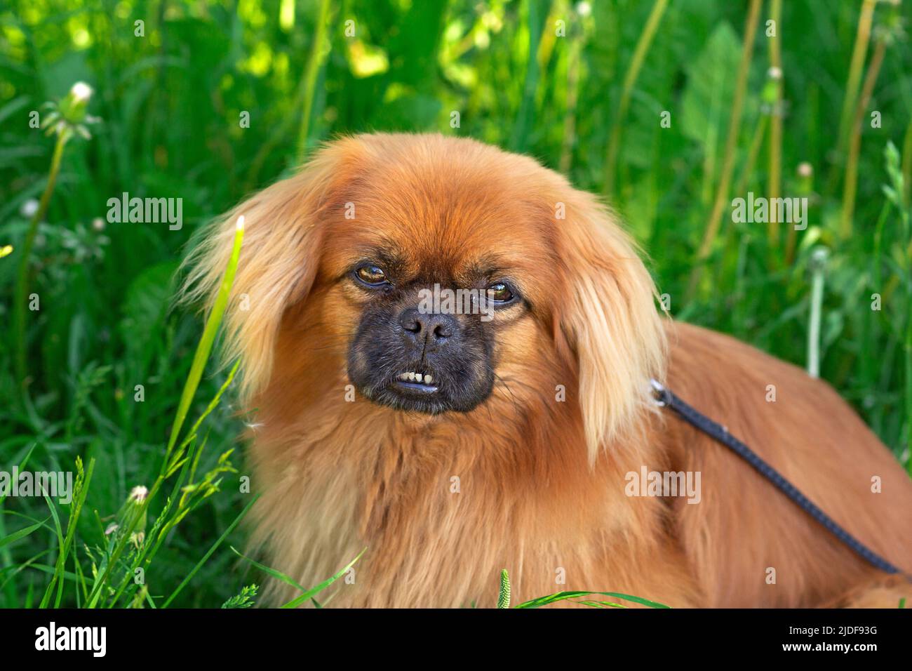 Pekingese cane rossastro su sfondo di erba in estate Foto Stock
