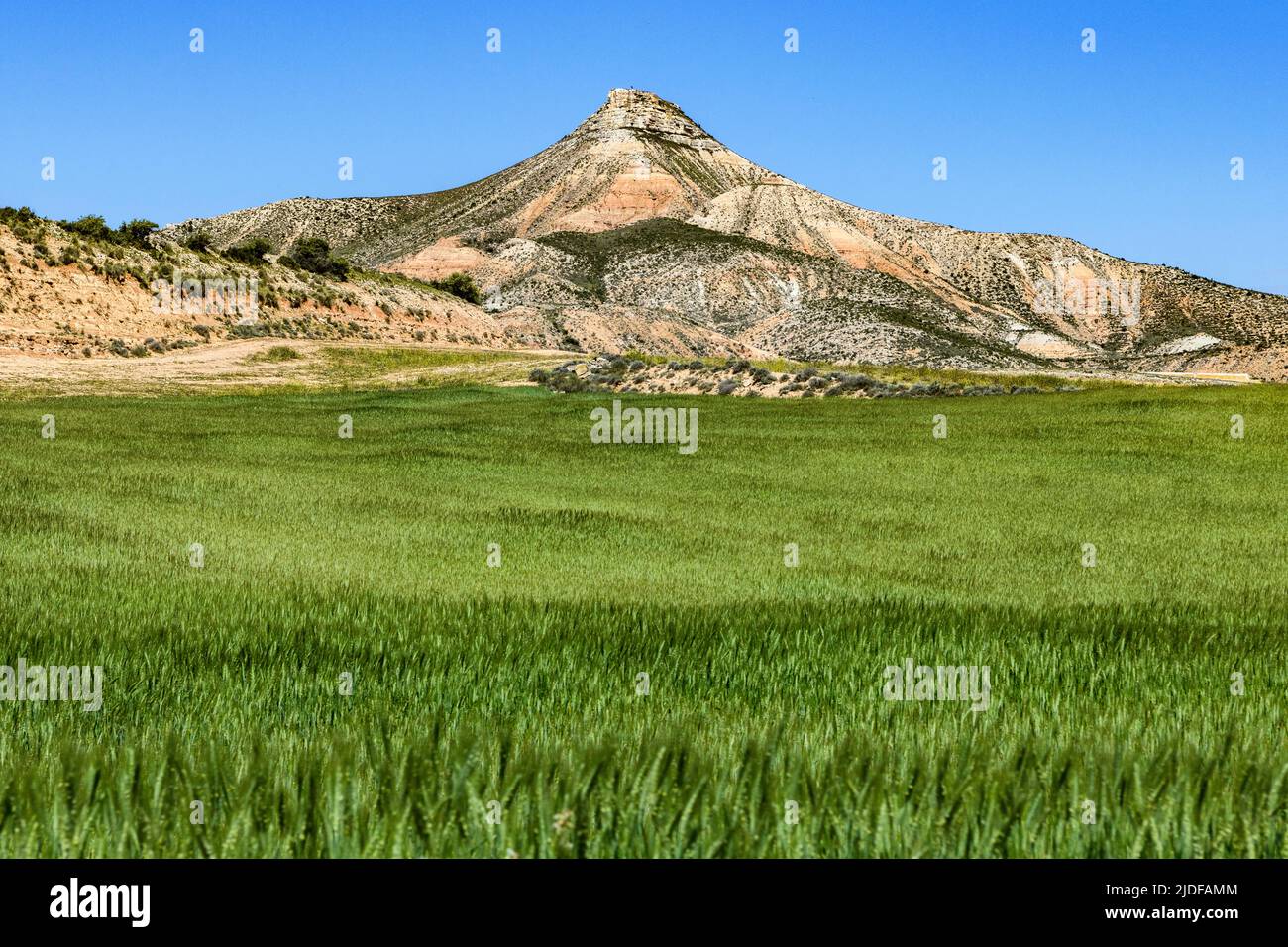 Vista sul Peña del Fraile, a 557 metri sopra la Bardena Negra, in una giornata di primavera. In primo piano, un campo di grano. Bardenas Reales, Spagna, maggio 1, Foto Stock