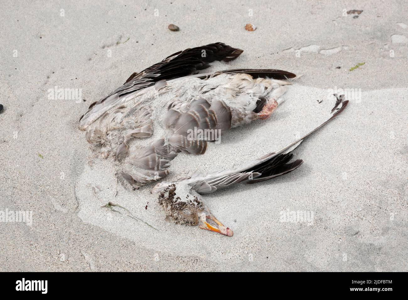 Dead greylag goose on Beach, Isle of, Harris, Scotland, UK Foto Stock