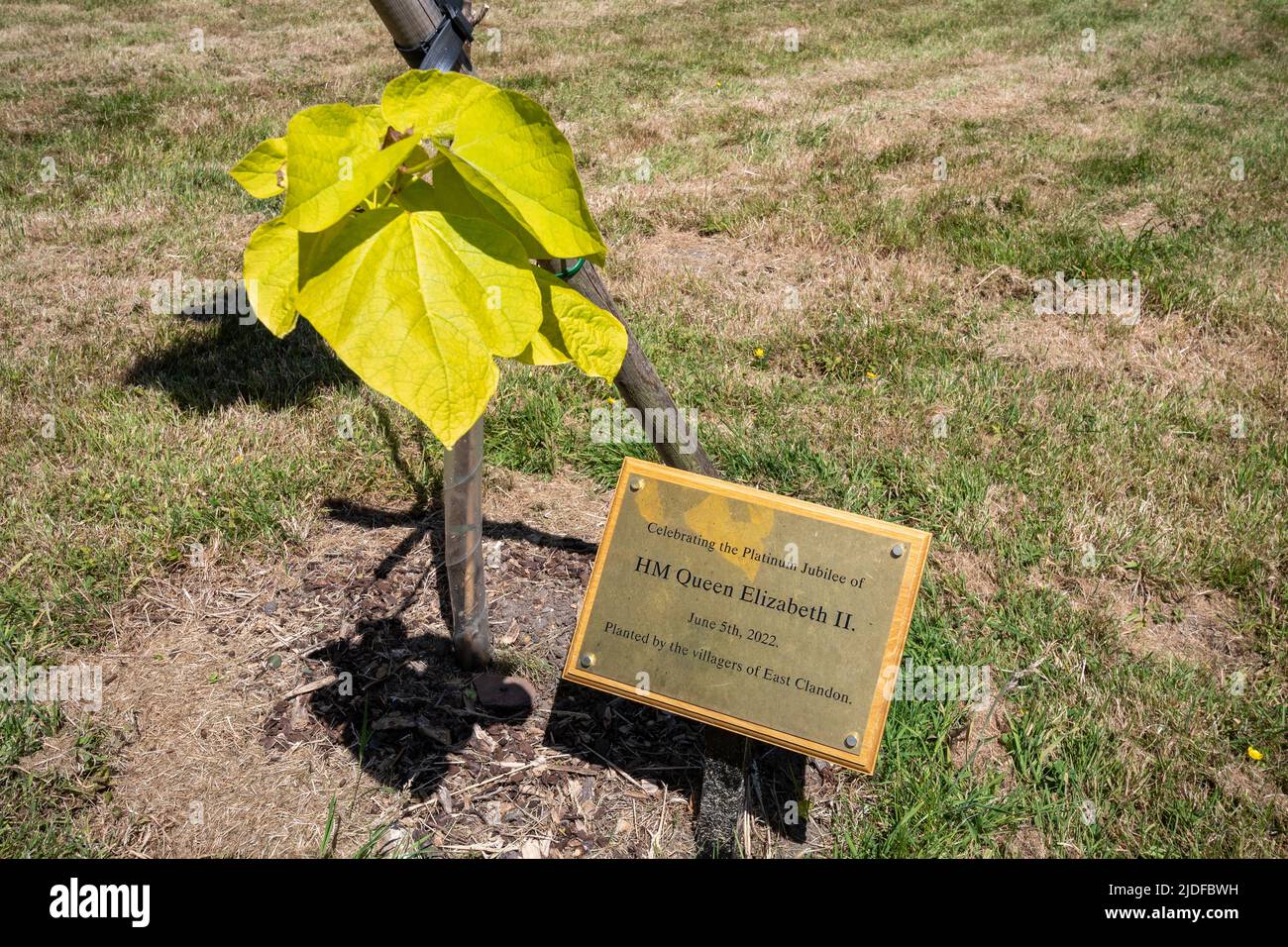 La tettoia verde della Regina (QGC), iniziativa giubilare del platino 2022, albero piantato nel villaggio di Clandon Est, Surrey, Inghilterra, Regno Unito Foto Stock