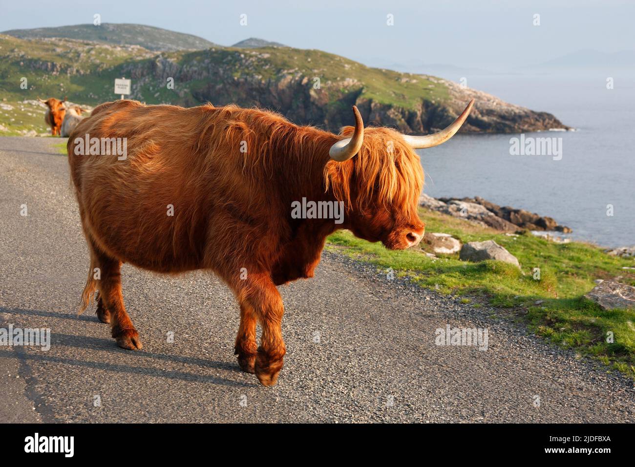 Bestiame delle Highland a Huisinis, Isola di Lewis, Ebridi esterne, Scozia; Highland, Gaelico scozzese: Bò Ghàidhealach; Hielan coo, Foto Stock