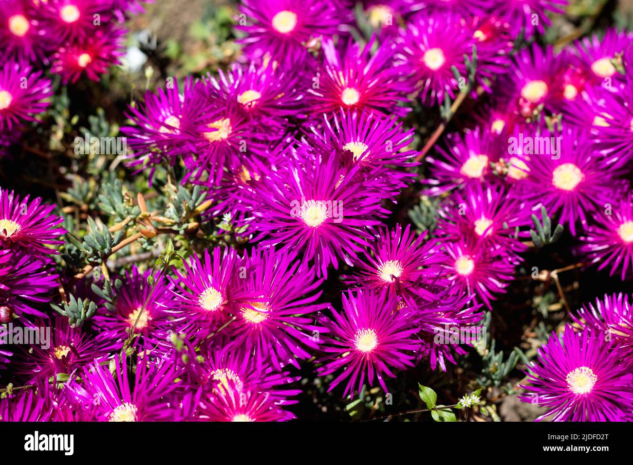 La pianta di ghiaccio duro o Delosperma succulente fiore rosa, perenne coperta di terreno con fiori viola a margherita Foto Stock