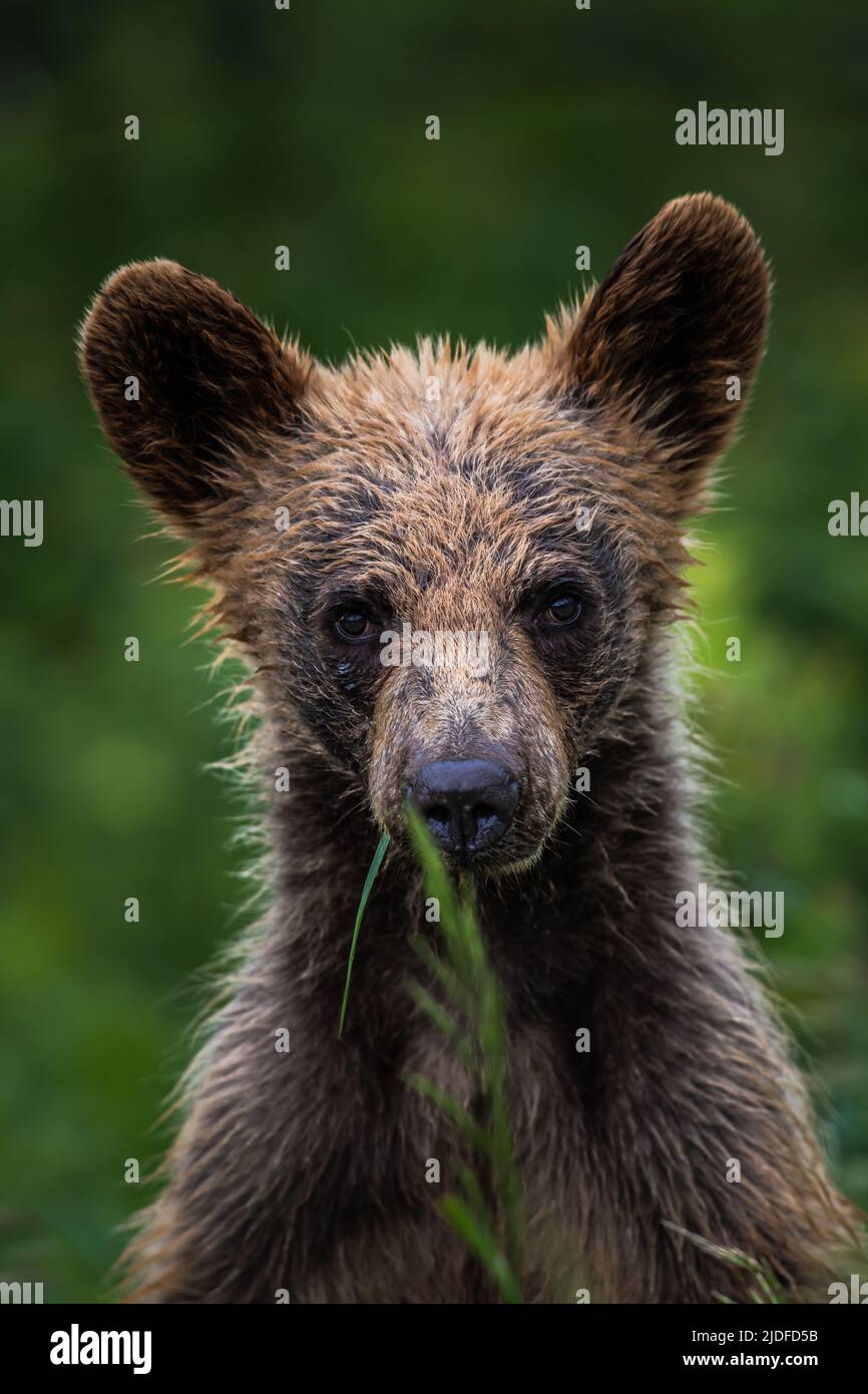 Orso nero ritratto Foto Stock