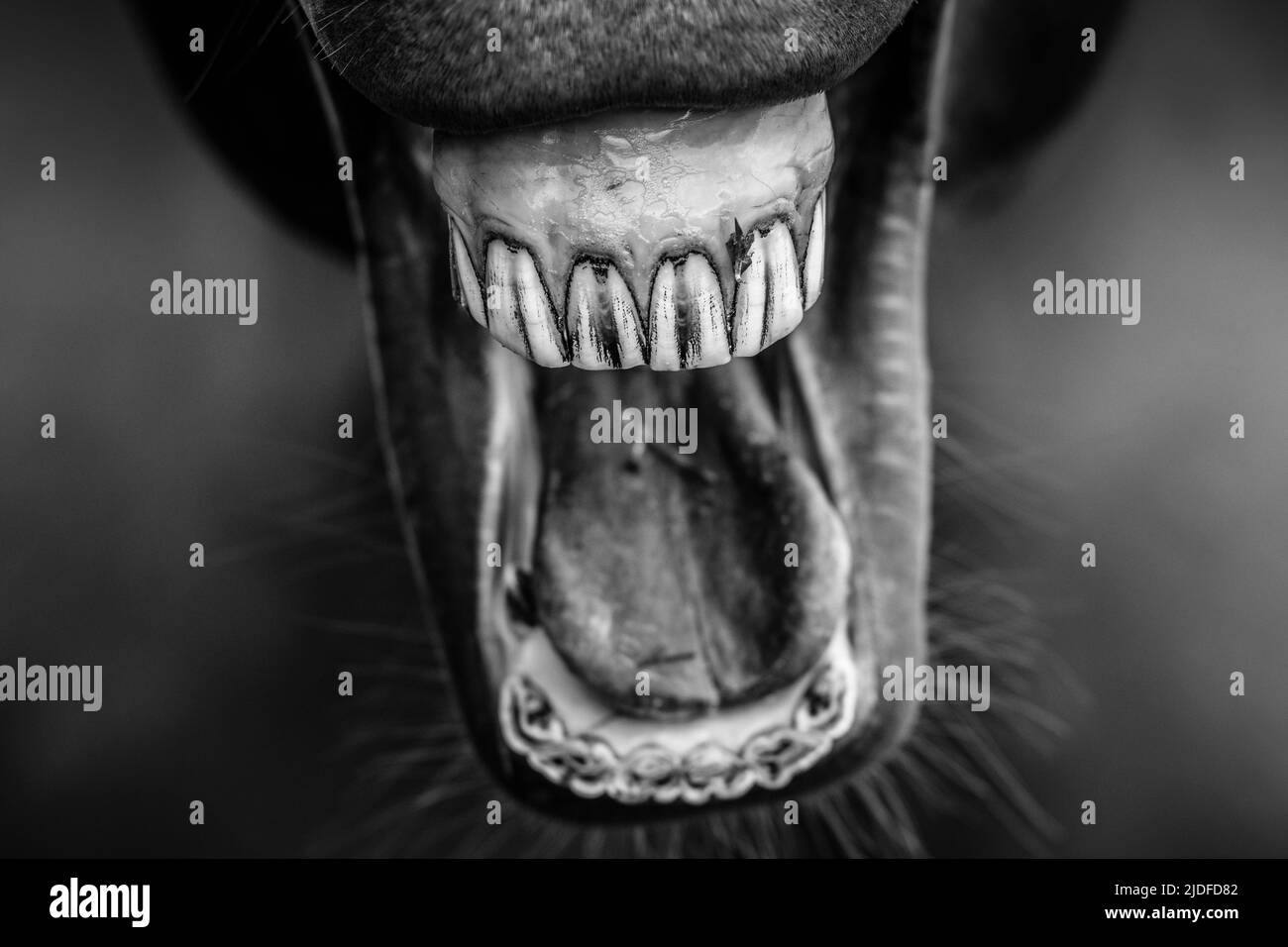 Horse Face B&W. Foto Stock
