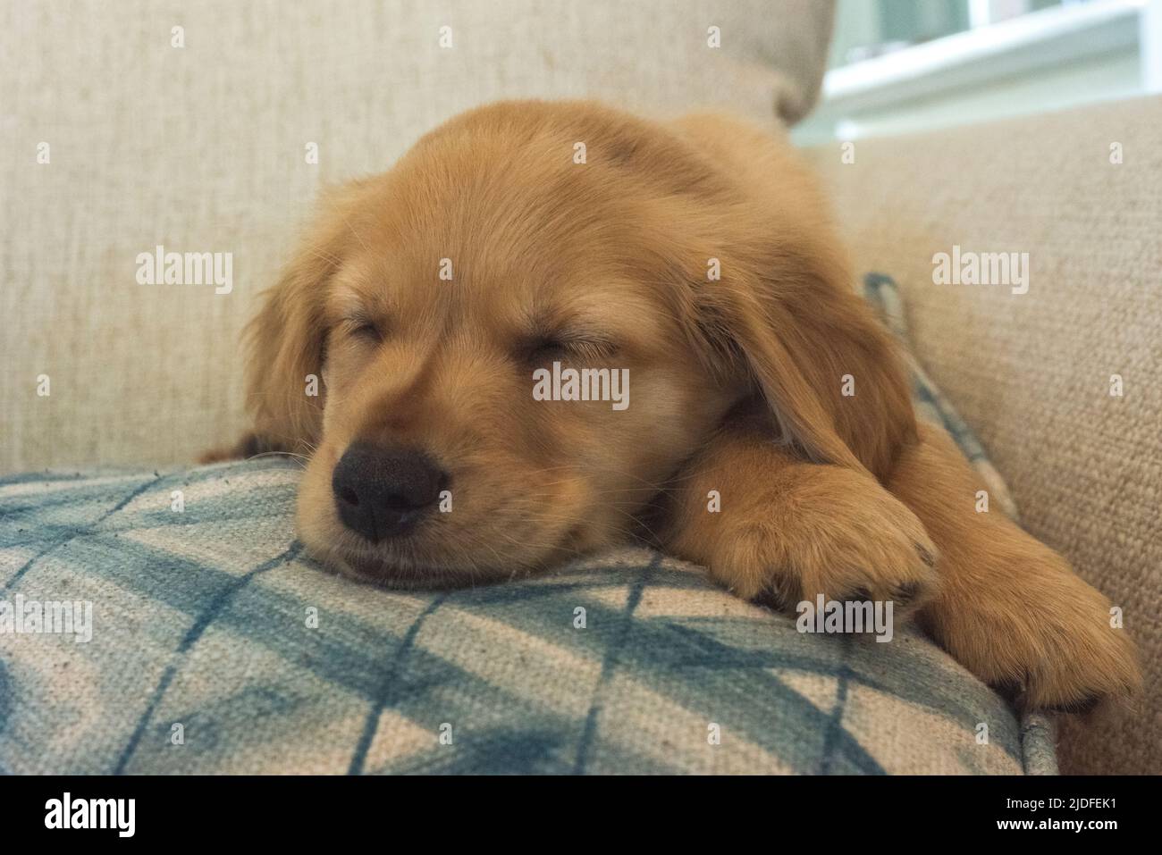 Un cucciolo di 8 settimane dorato di recupero dorme soundly. Foto Stock
