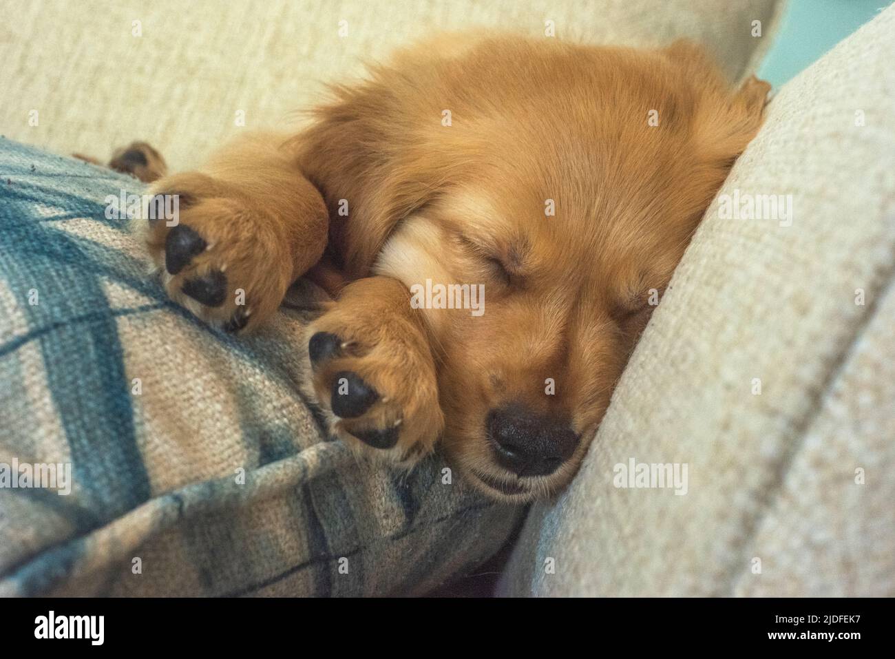 Un cucciolo di 8 settimane dorato di recupero dorme soundly. Foto Stock