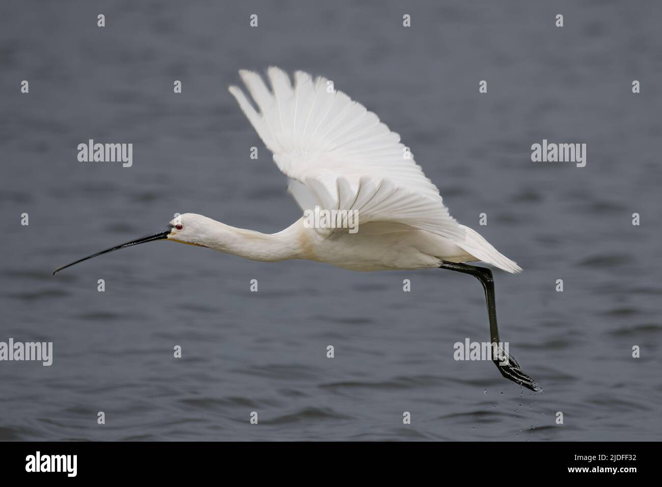 Spatule blanche dans la baie de Somme, vie sauvage dans la baie, natura Foto Stock