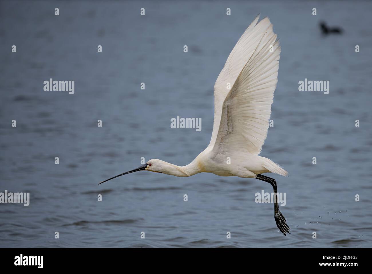 Spatule blanche dans la baie de Somme, vie sauvage dans la baie, natura Foto Stock